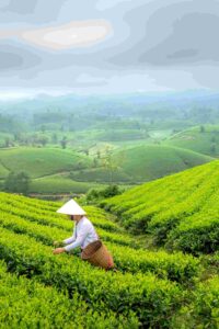 Цейлонский чай.